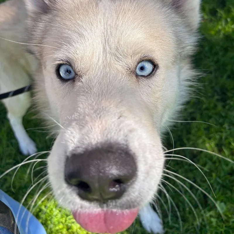 An adult medium-sized male White / Cream Siberian Husky dog named Chocolate for adoption in Ojai, CA