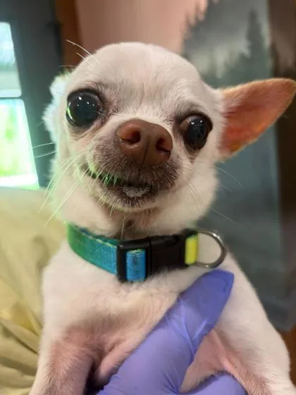 Gizmo