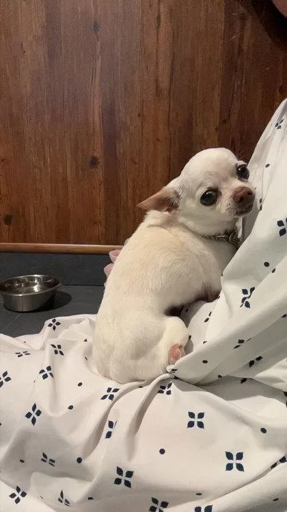 Gizmo thumbnail 2