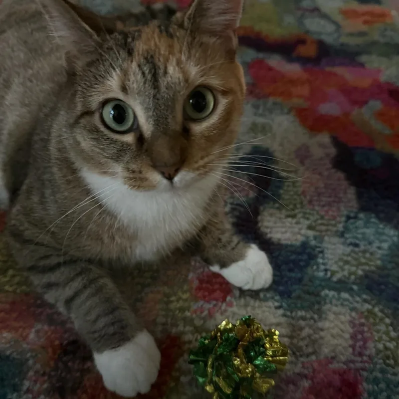 Nutmeg thumbnail 4