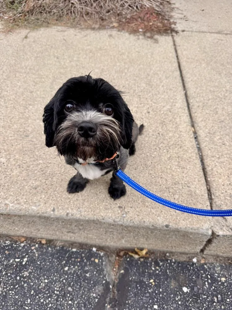 A young small-sized female Tricolor (Brown, Black, & White) Mixed Breed dog named Pepper Ann for adoption in Lansing, MI