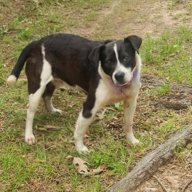 An adult medium-sized male Black Mountain Cur dog named Oakleyjax for adoption in Hackett, AR