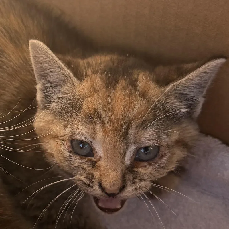 A baby small-sized female Calico Domestic Short Hair cat named Nesta for adoption in Los Angeles, CA