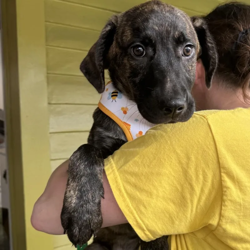 Bellatrix thumbnail 2