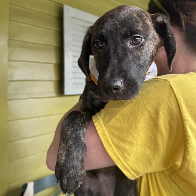 Bellatrix thumbnail 3