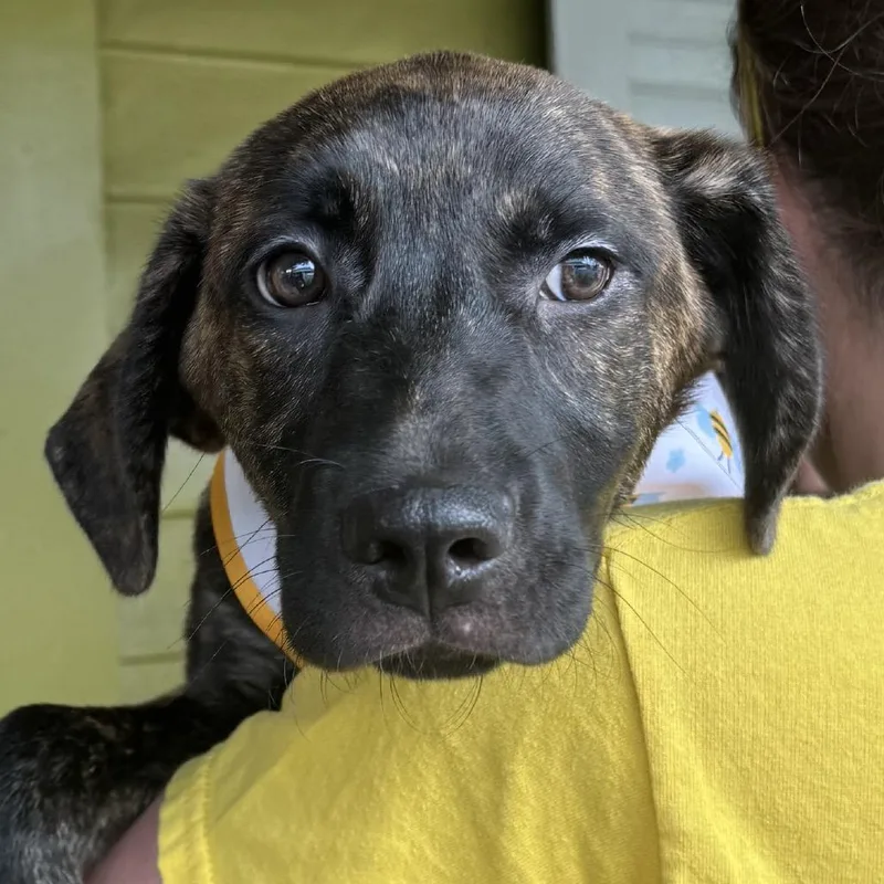 Bellatrix thumbnail 4