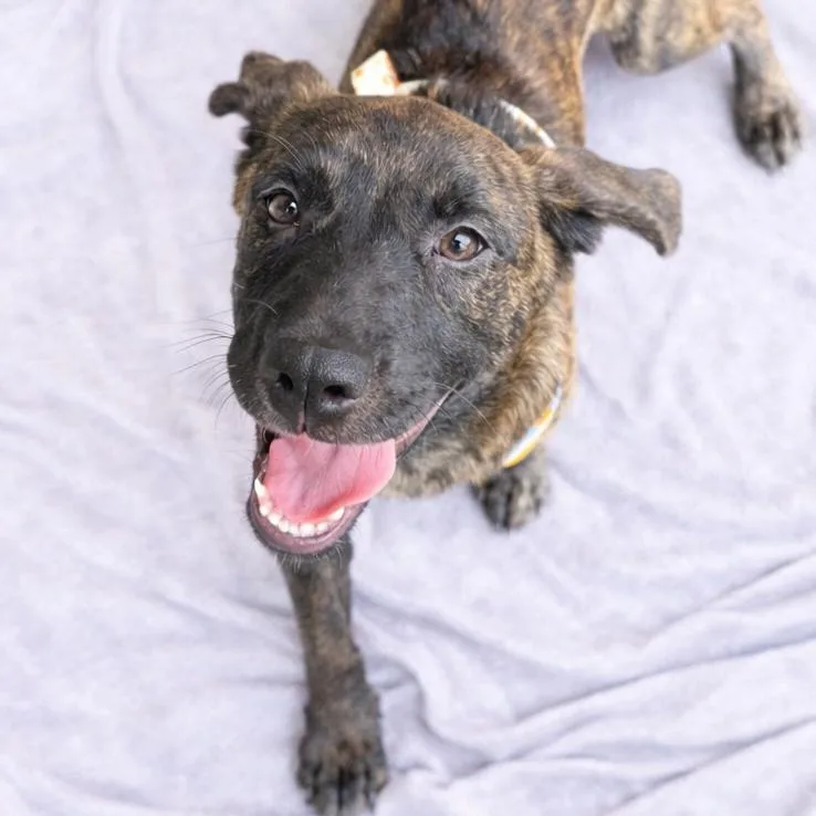 Bellatrix thumbnail 5