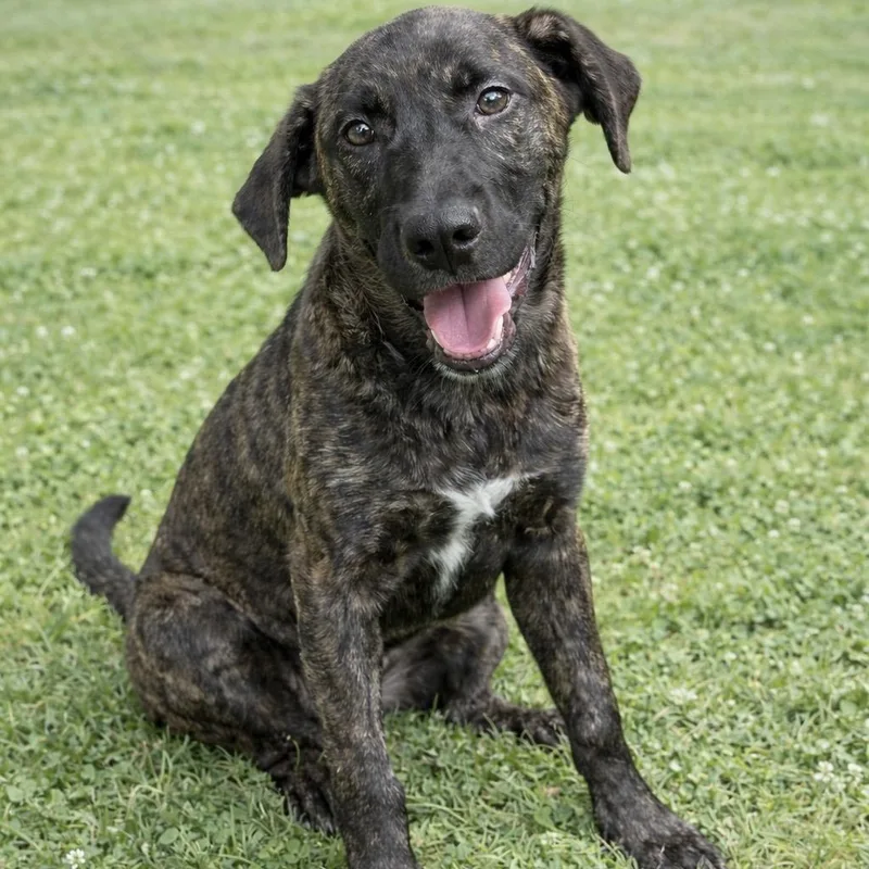 Bellatrix thumbnail 6