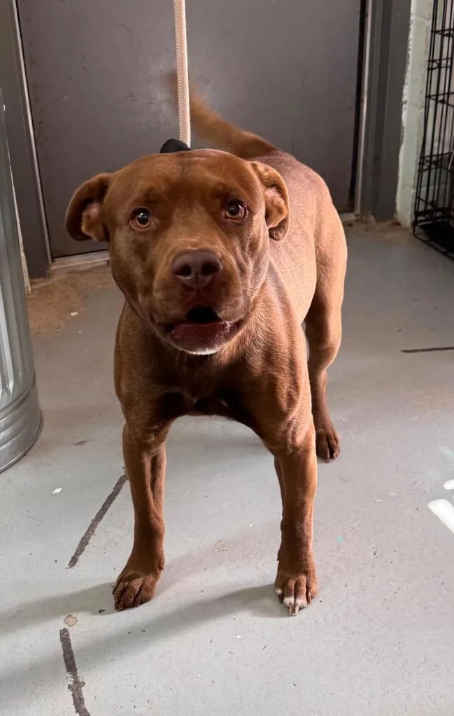 An adult medium-sized male Mixed Breed dog named Bear for adoption in Crandon, WI
