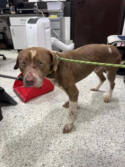 An adult large-sized male Mixed Breed dog named Hairston for adoption in Atlanta, GA