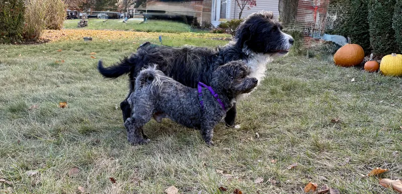 Boo & Sulley thumbnail 4