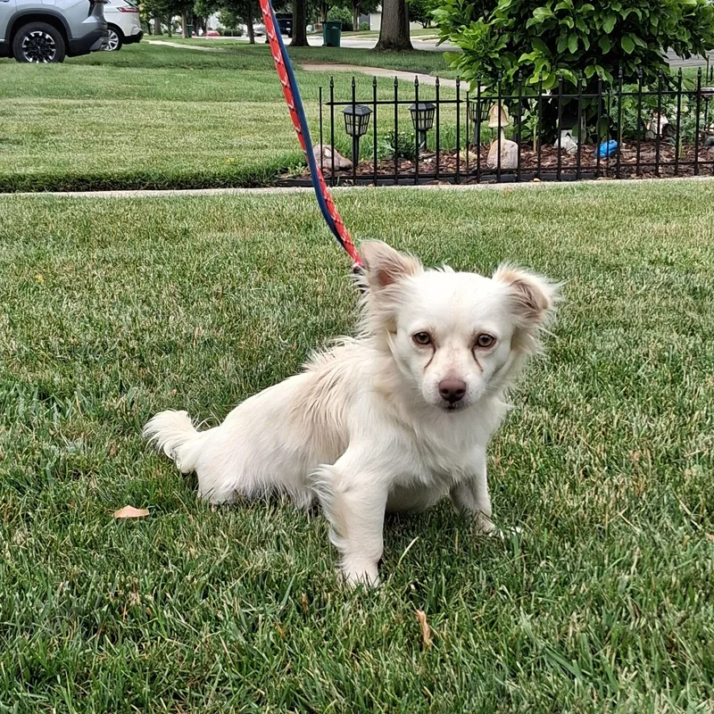 Chester