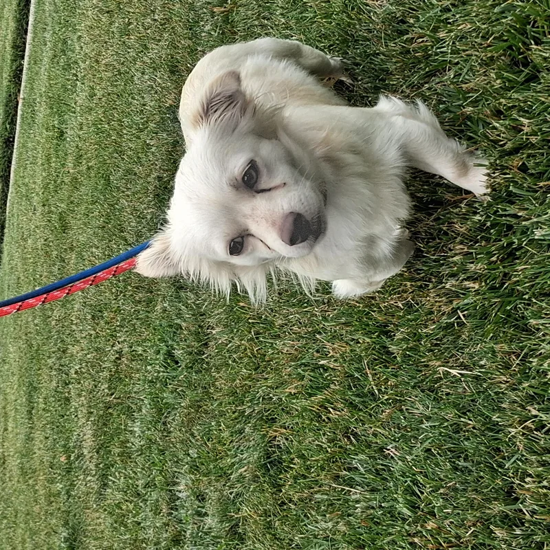 Chester thumbnail 4