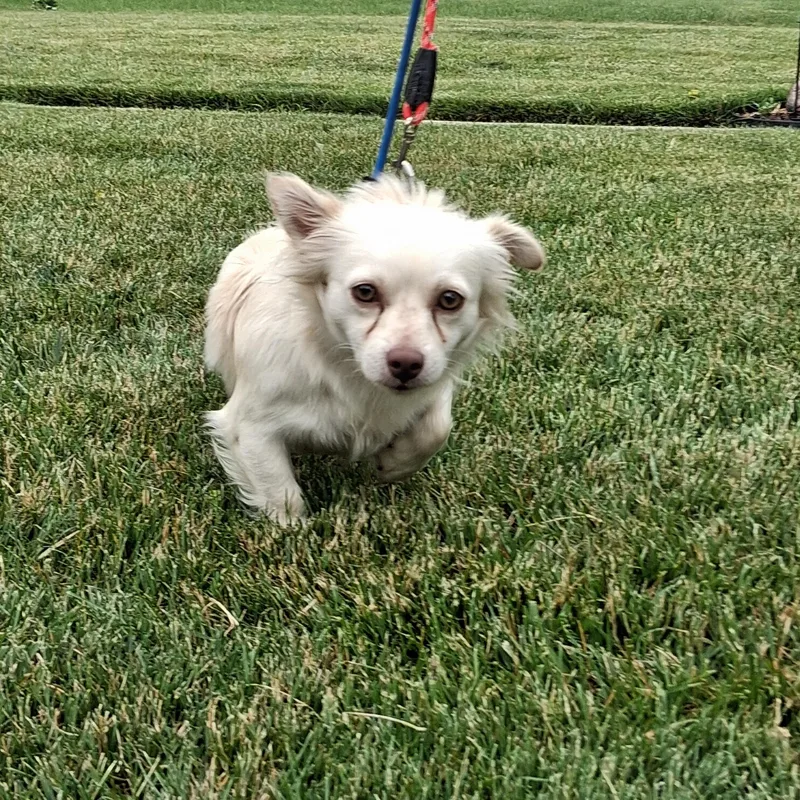 Chester thumbnail 5