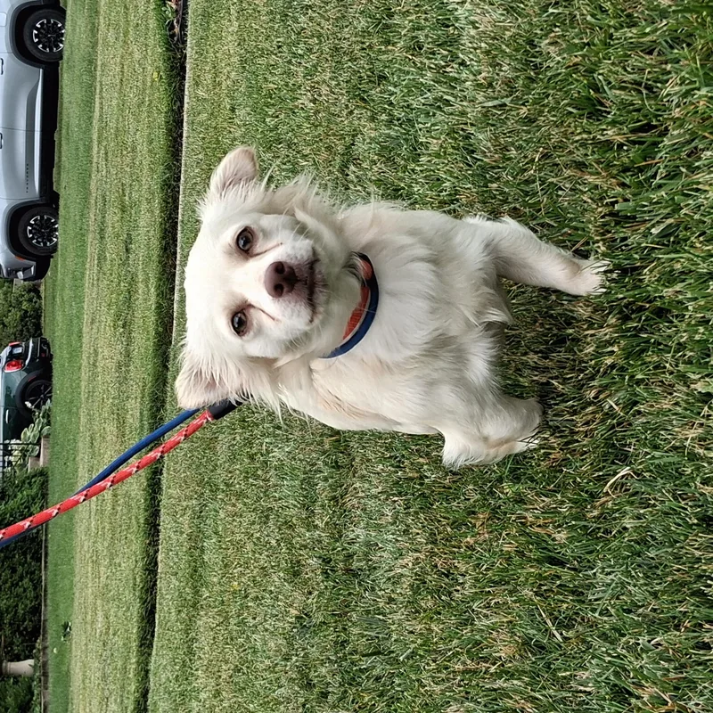 Chester thumbnail 6