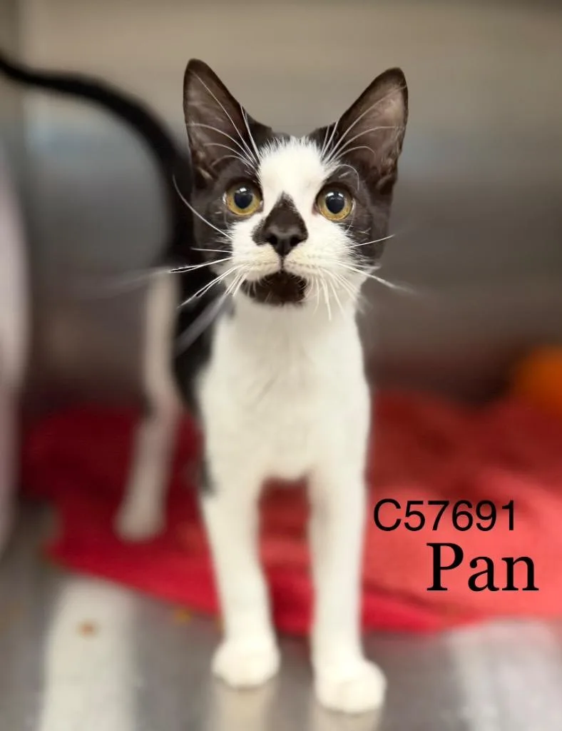 Pan