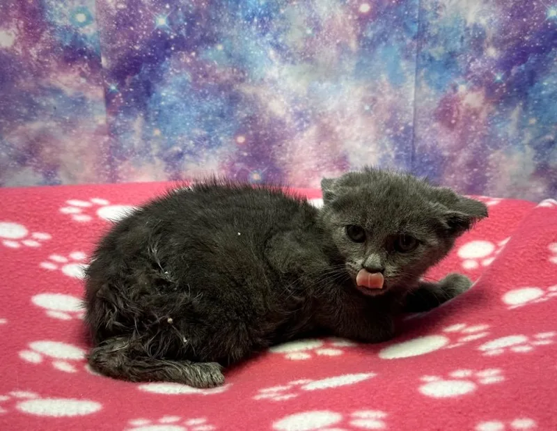 A baby small-sized male Domestic Short Hair cat named Bluey for adoption in Washington Court House, OH