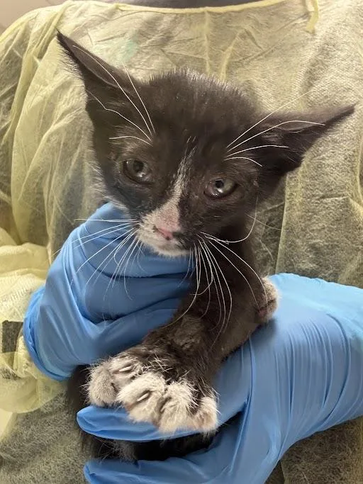 A baby small-sized female Domestic Short Hair cat named Luz for adoption in Las Vegas, NV