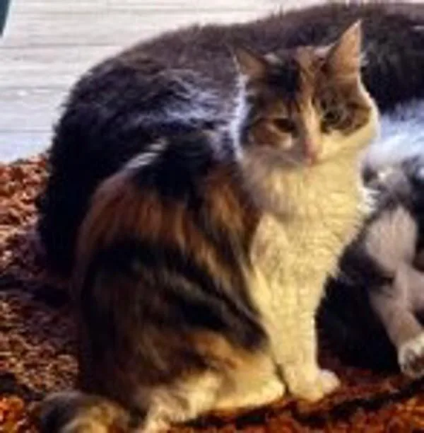 Dutchess thumbnail 2