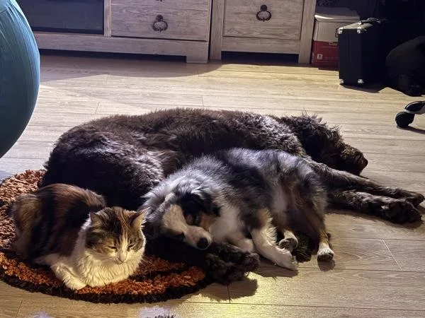 Dutchess thumbnail 3