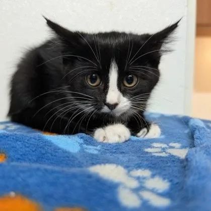 A baby small-sized female Black Domestic Short Hair cat named Michigan for adoption in Rochester, MN