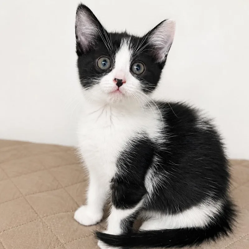 A baby medium-sized female Black & White / Tuxedo Domestic Short Hair cat named Sophia for adoption in Miami, FL