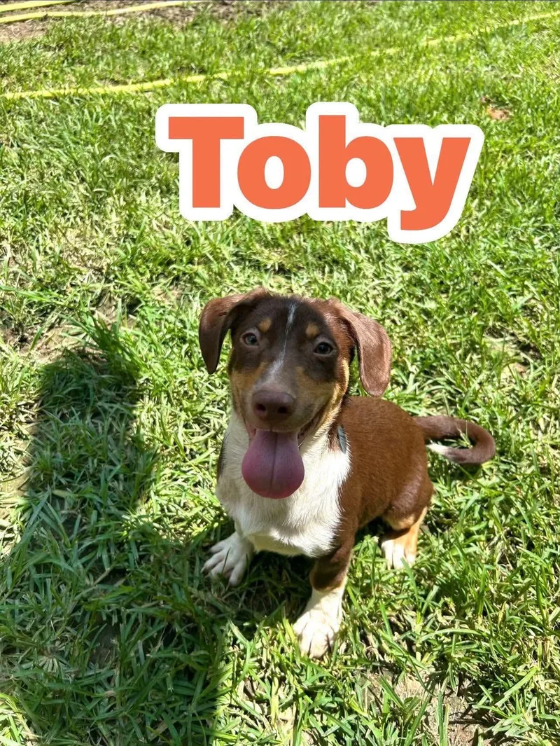 A baby medium-sized male Brown / Chocolate Beagle dog named Toby for adoption in Watertown, CT