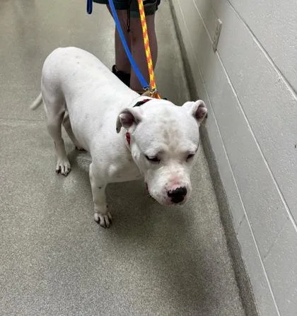 An adult medium-sized female Mixed Breed dog named Precious for adoption in Cincinnati, OH