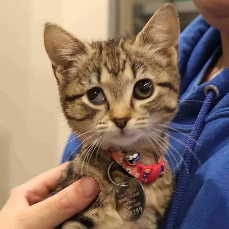 A baby small-sized female Domestic Short Hair cat named Ivory for adoption in Port Washington, NY