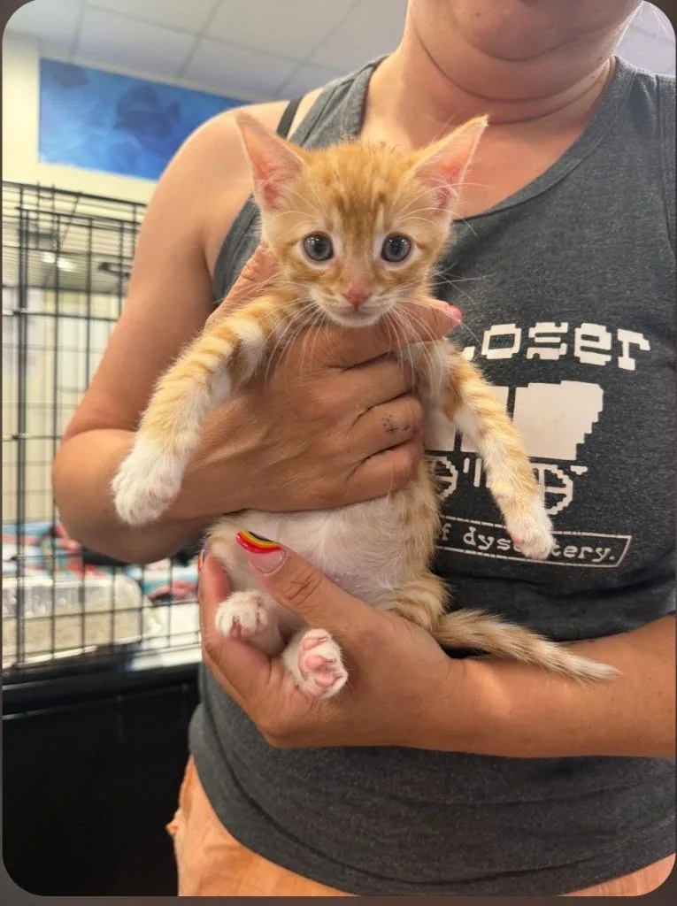 A baby small-sized male Domestic Short Hair cat named Baron for adoption in San Jacinto, CA