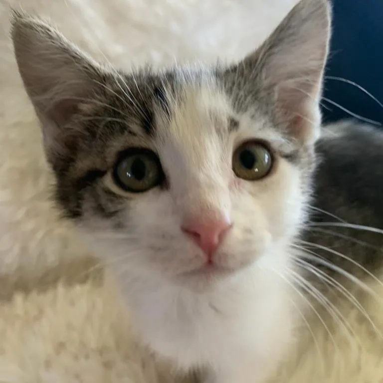 Ringo