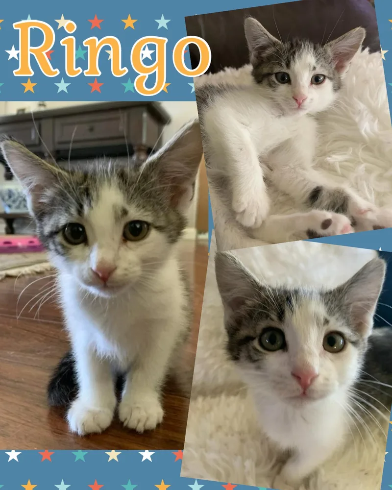 Ringo thumbnail 3