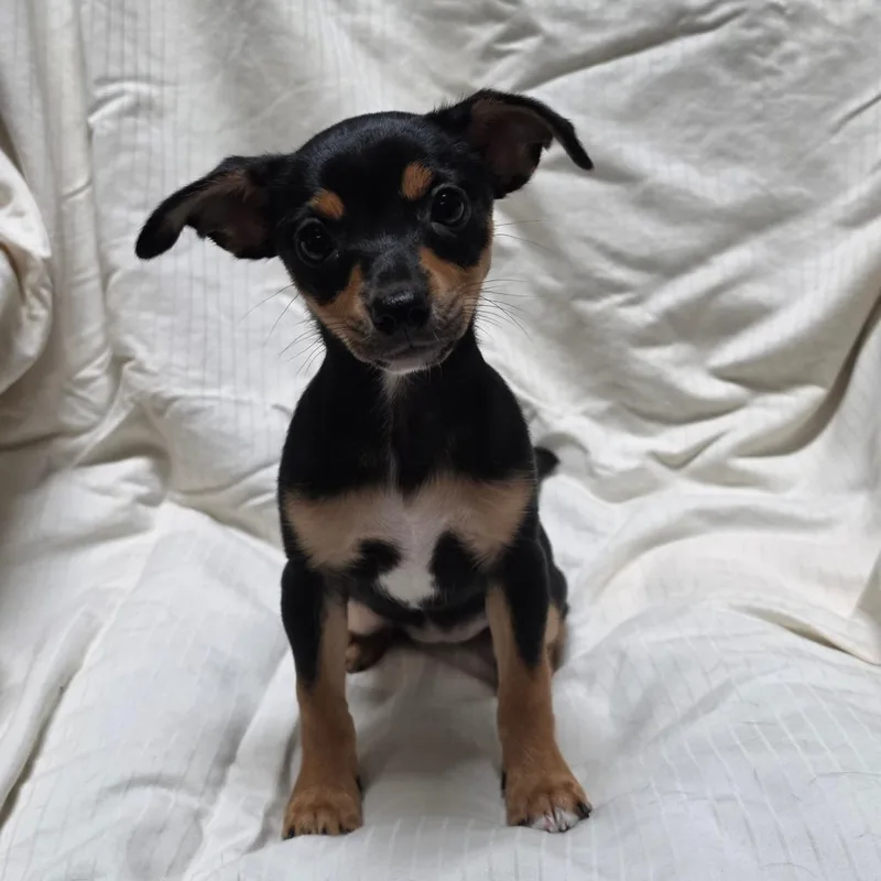 A baby small-sized female Black Jack Russell Terrier dog named Oakley for adoption in Lima, OH