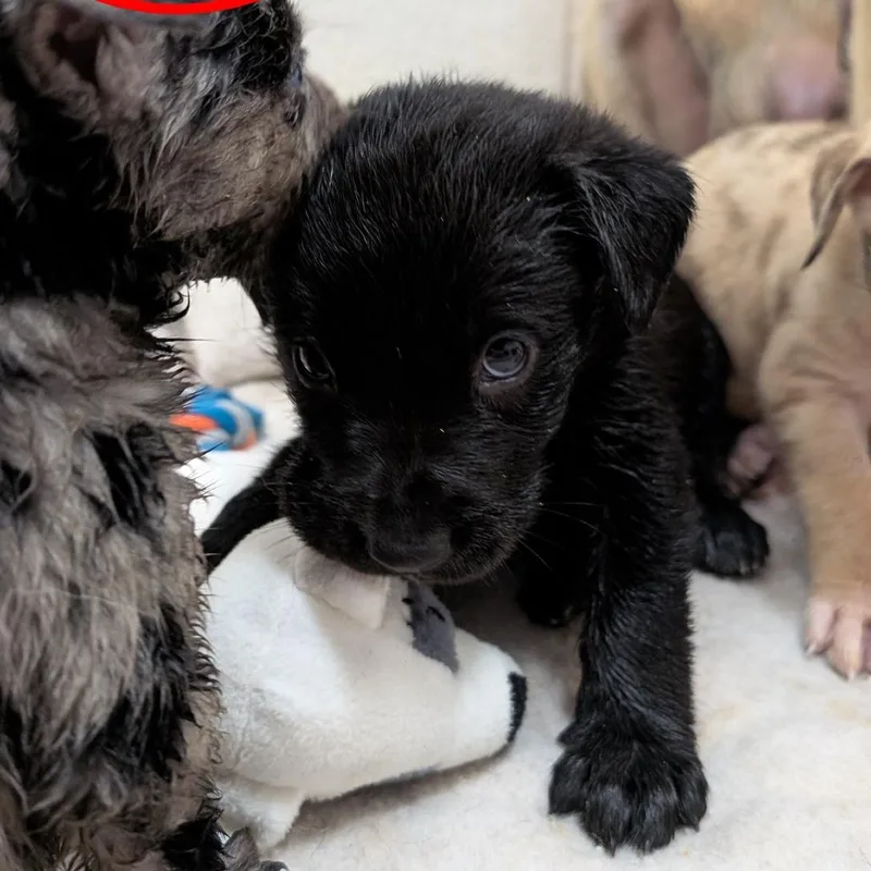 Puppy Abilene