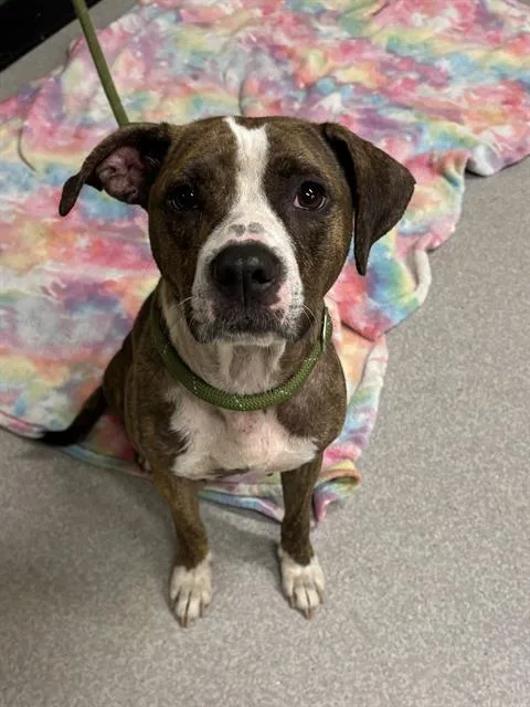 An adult medium-sized female Pit Bull Terrier dog named Serenity for adoption in Indianapolis, IN