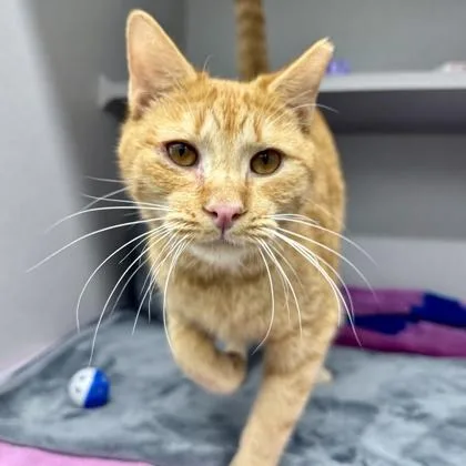 A young small-sized male Orange / Red Domestic Short Hair cat named Brinks for adoption in Atlanta, GA