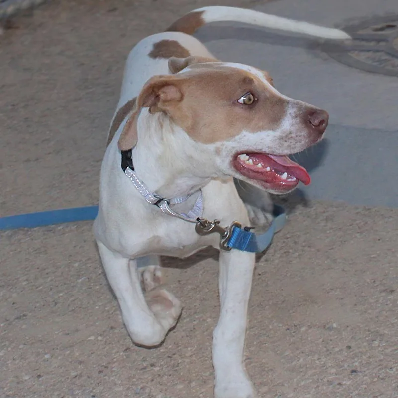 A young small-sized male Brown / Chocolate Mixed Breed dog named Bluey for adoption in Las Cruces, NM