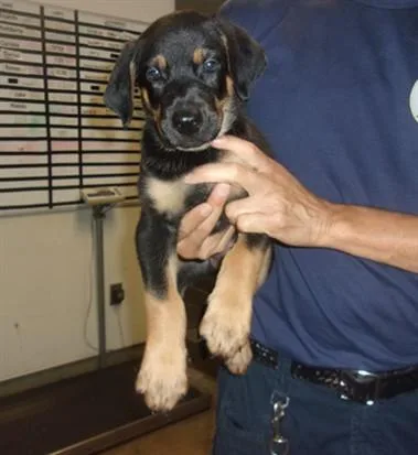 A baby small-sized male Rottweiler dog named Big Rocky for adoption in Van Nuys, CA