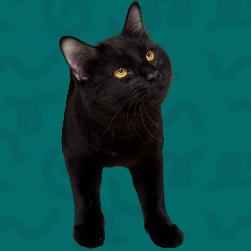 Garrison