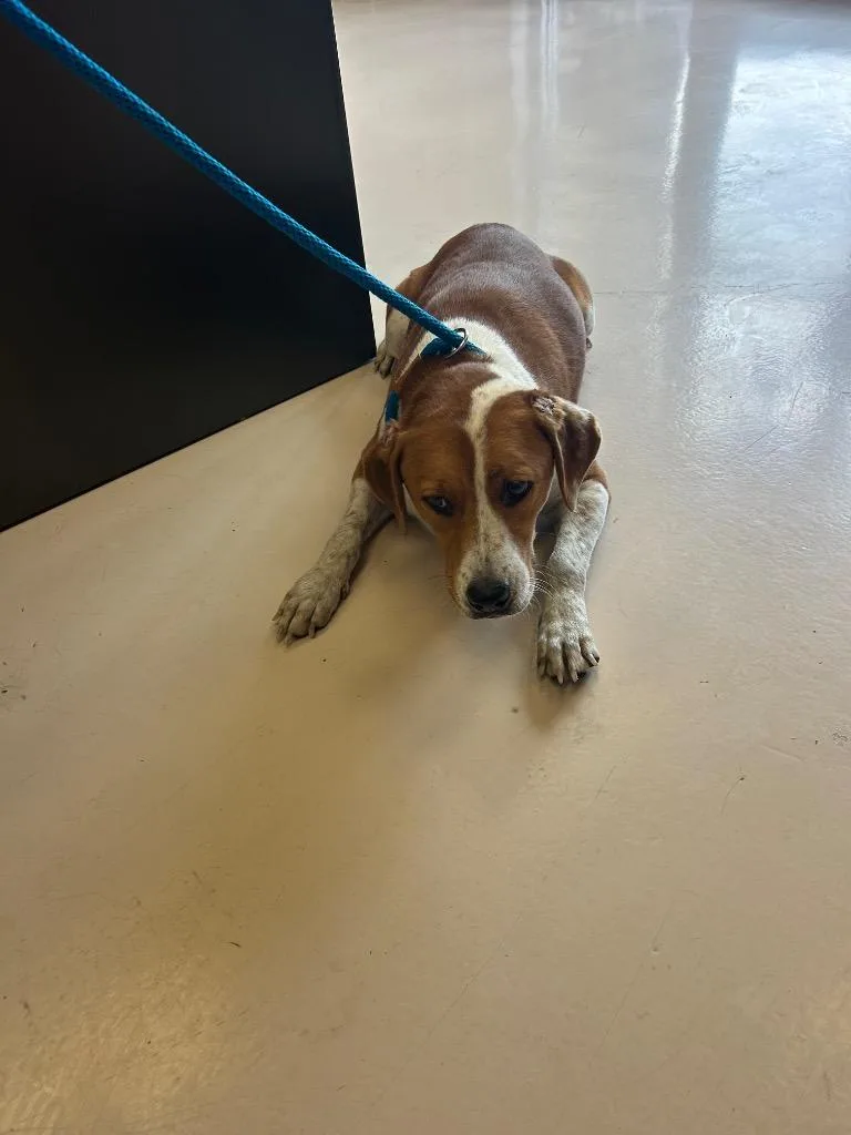 A young medium-sized female English Coonhound dog named Hooters for adoption in Belton, TX