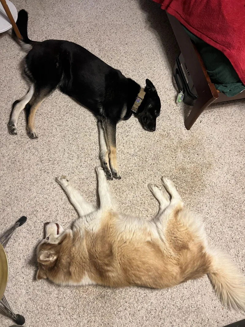 An adult large-sized female German Shepherd Dog dog named Vegas And Safari for adoption in Woodland, CA