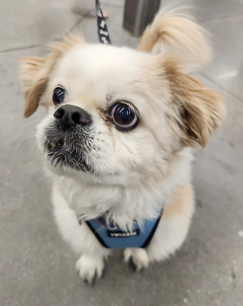 A senior small-sized male Apricot / Beige Pekingese dog named Biscuit for adoption in Las Vegas, NV