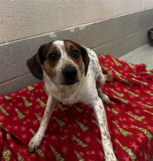 An adult medium-sized male Beagle dog named Pocky for adoption in Statesville, NC