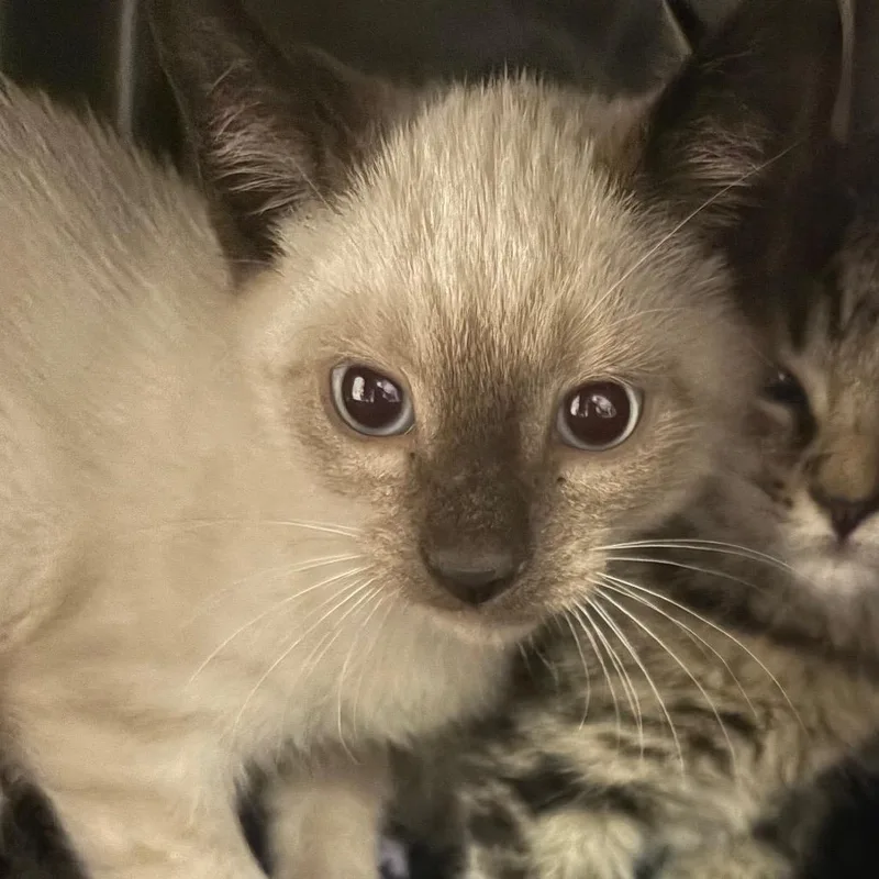 A baby medium-sized male Blue Cream Domestic Short Hair cat named Benji for adoption in Cumberland, RI