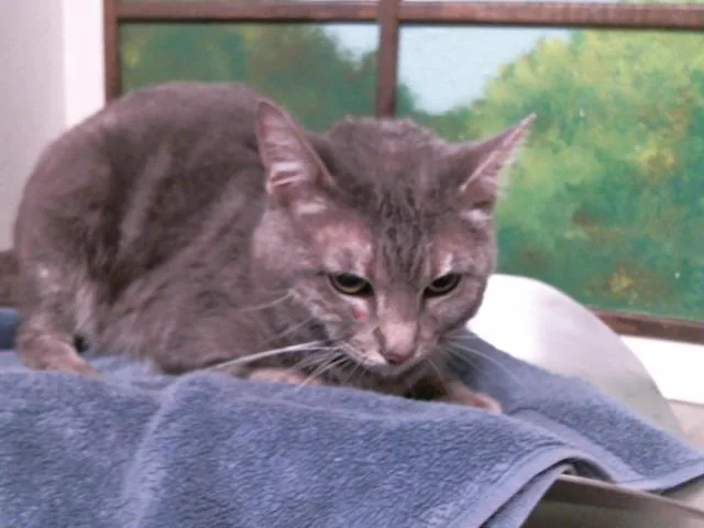 An adult medium-sized male Domestic Short Hair cat named Gregory for adoption in Houston, TX