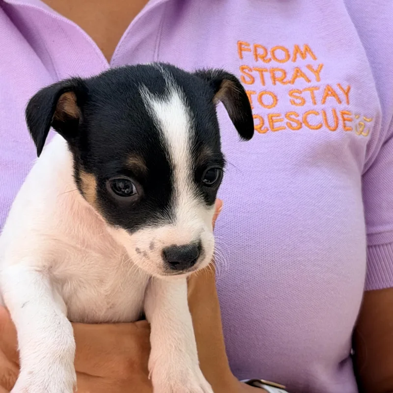 A baby small-sized male White / Cream Chihuahua dog named Twinkie for adoption in Manvel, TX