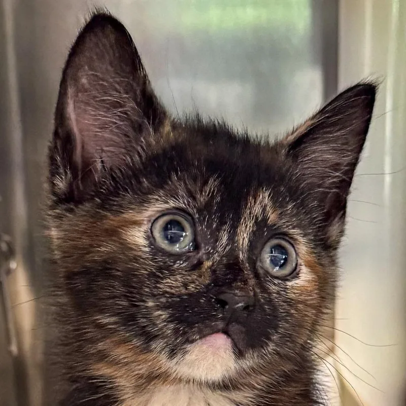 A baby small-sized female Black Domestic Short Hair cat named Sophia for adoption in Kennebunk, ME