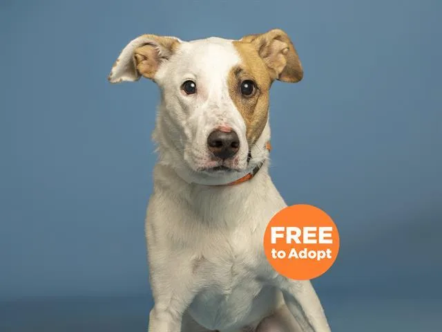 An adult medium-sized female Australian Cattle Dog / Blue Heeler dog named Sophie for adoption in Phoenix, AZ