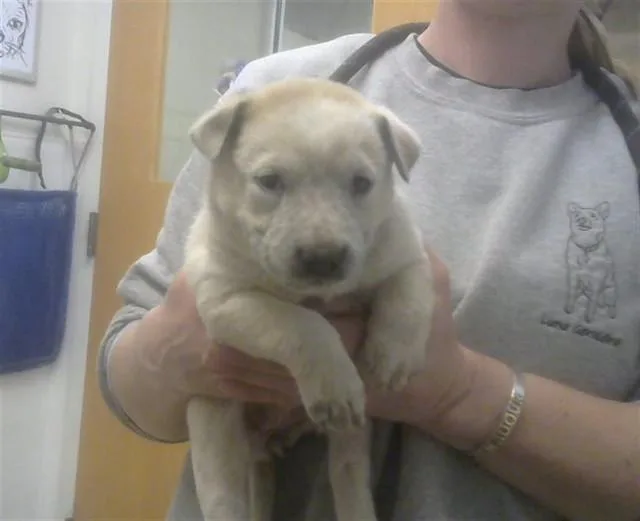 A baby small-sized female Australian Cattle Dog / Blue Heeler dog named Daffodil for adoption in Albuquerque, NM