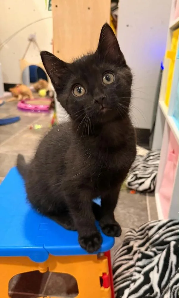 A baby small-sized male Domestic Short Hair cat named Mojo Jojo for adoption in Dallas, PA